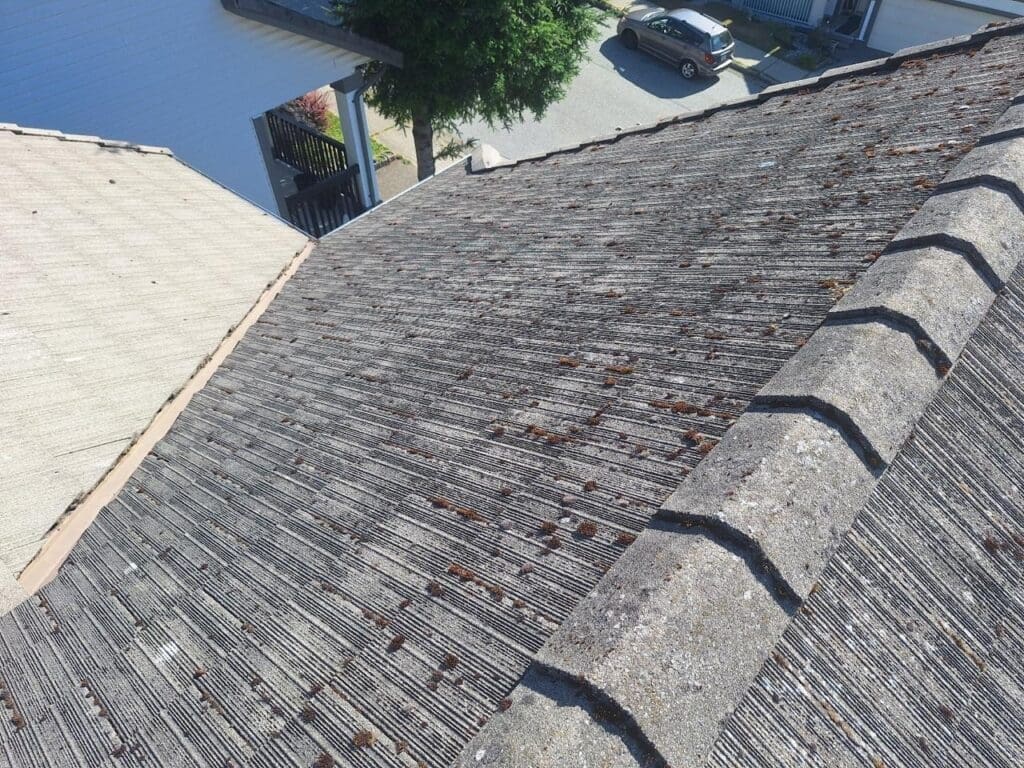 before roof cleaning , close-up with moss build-up